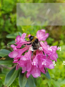 追偿权纠纷是什么意思(被诉讼追偿权纠纷是什么意思)