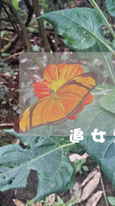 追女生欠网贷(有没有女生网贷逾期的)