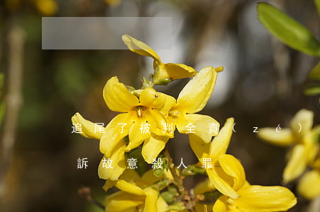 追尾了被判全責(zé)對(duì)方起訴故意殺人罪