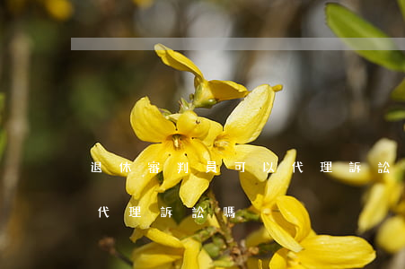 退休審判員可以代理訴訟嗎(退休審判員可以代理訴訟嗎)