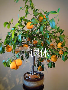 退休證圖片(企業(yè)退休證圖片)