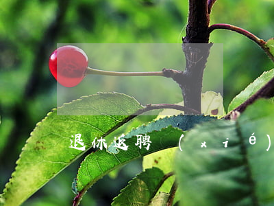 退休返聘協(xié)議書