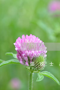 退役士兵安置條例