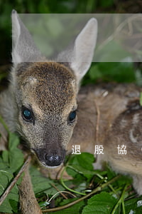 退股協(xié)議