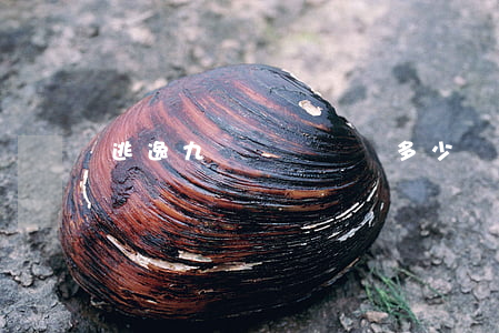 逃逸九級傷殘賠償多少錢