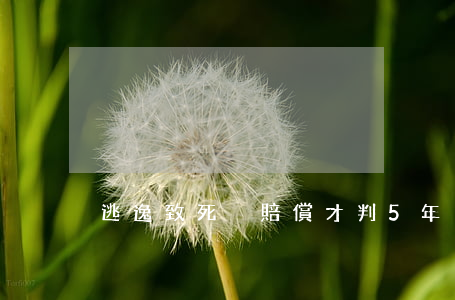 逃逸致死沒賠償才判5年