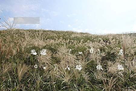 逃避債務(wù)將房贈與子女 債權(quán)人起訴撤銷能獲支持