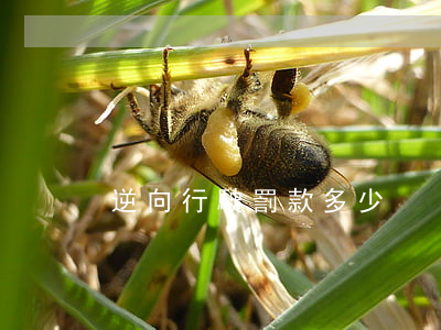 逆向行駛罰款多少