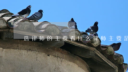 选律师的主要看什么(律师主要是做什么)