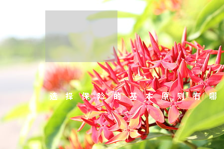 选择保险的基本原则有哪些