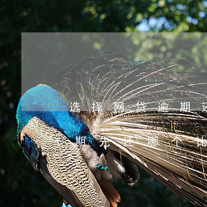 选择网贷逾期还是信用卡好(网贷和信用卡逾期先还哪个比较好)