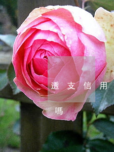 透支信用卡刷卡能分期嗎(刷信用卡可以分期嗎)