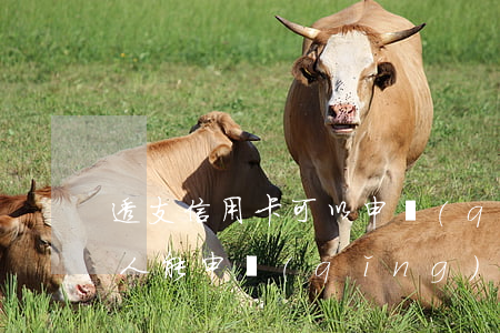 透支信用卡可以申請(qǐng)法人嗎(法人能申請(qǐng)信用卡嗎)