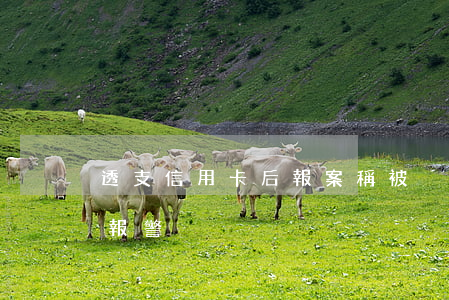 透支信用卡后報案稱被盜(信用卡被盜用如何報警)
