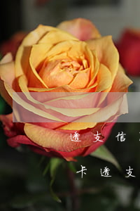 透支信用卡的人死了怎么辦(人死亡以后信用卡透支了要還嗎)