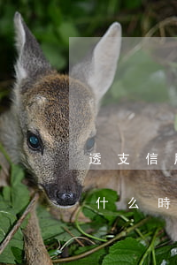 透支信用卡的時間是多久(信用卡透支利息是什么時候開始算)
