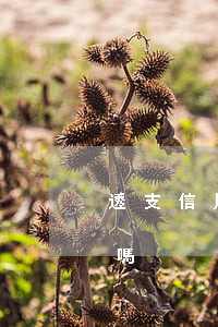 透支信用卡逃跑是犯罪嗎(透支信用卡會坐牢嗎)