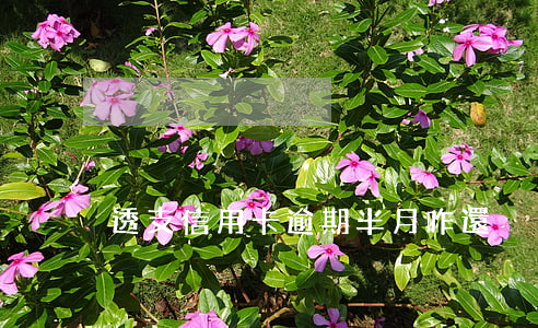 透支信用卡逾期半月咋還