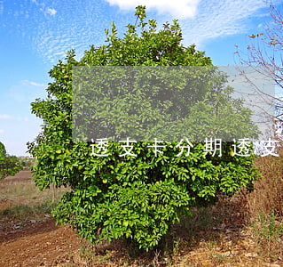 透支卡分期(透支卡分期可以提前還嗎)