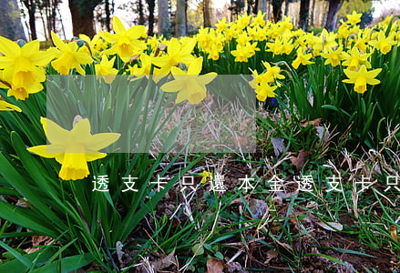 透支卡只還本金(透支卡只還本金有利息嗎)
