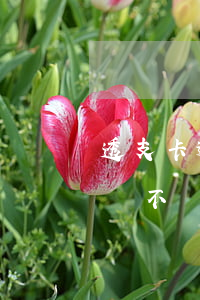 透支卡逾期了會有什么后果(透支卡逾期十天會不會影響)