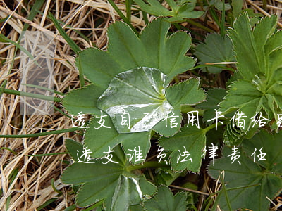 透支自己信用卡借给别人(信用卡借给别人用透支,谁负法律责任)