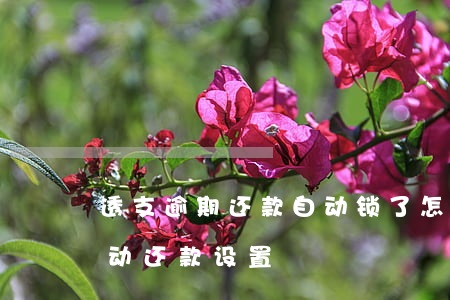 透支逾期还款自动锁了怎么开通-透支卡自动还款设置