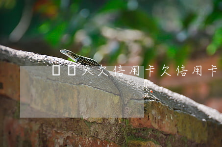 這幾天欠信用卡(欠信用卡的日子)
