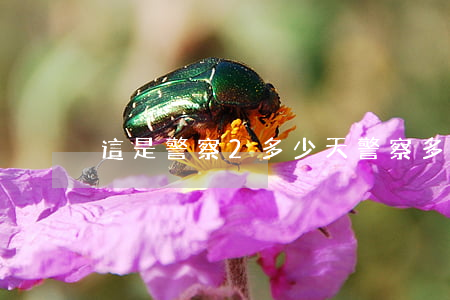 這是警察2多少天(警察多長時間出警)