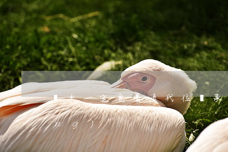 這次一定要看清：代位繼承≠隔代贍養(yǎng)