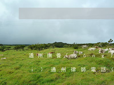 通州撫養(yǎng)糾紛律師收費(fèi)(通州律師電話(huà)免費(fèi)咨詢(xún))