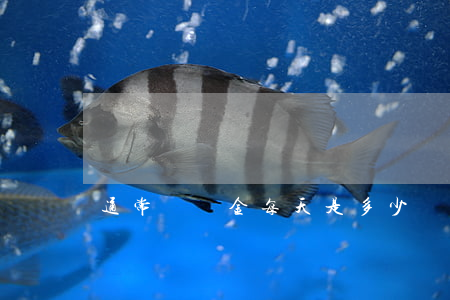 通常違約金每天是多少(違約金一天多少)