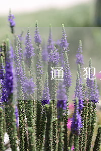 通緝犯分為幾個(gè)等級(jí)？