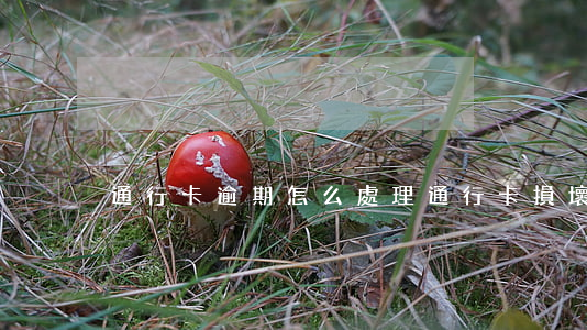 通行卡逾期怎么處理 通行卡損壞了怎么辦