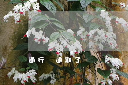 通行證逾期了
