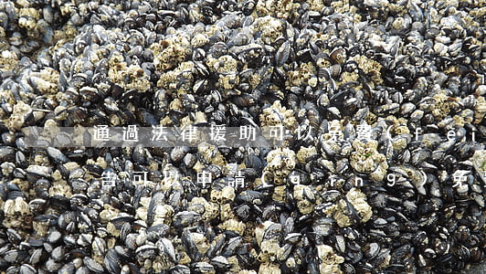 通過法律援助可以免費(fèi)起訴嗎(原告可以申請(qǐng)免費(fèi)法律援助嗎)