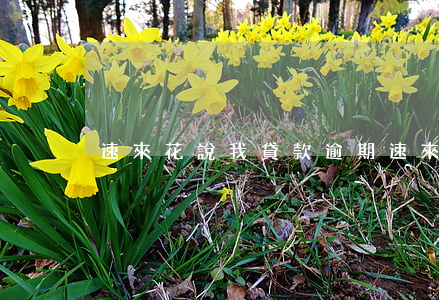 速來花說我貸款逾期(速來花說我欠款)