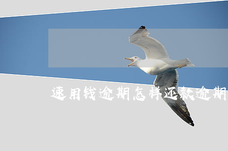 速用钱逾期怎样还款(逾期了急用钱怎么办)