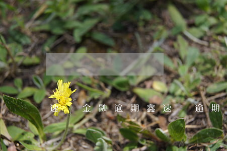 速貸金融逾期（鑫速達逾期）