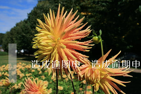 造成逾期申報（造成逾期申報）