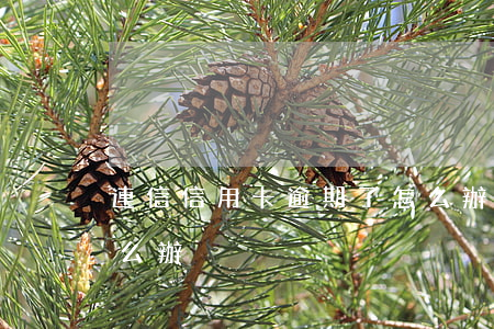 連信信用卡逾期了怎么辦(全部信用卡逾期怎么辦)