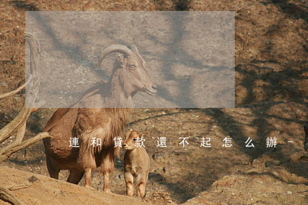連和貸款還不起怎么辦-貸還不上怎么辦