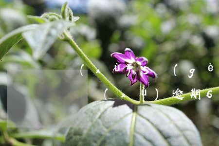連續(xù)5個(gè)月逾期還能貸款嗎(連續(xù)逾期6個(gè)月還能貸款嗎)