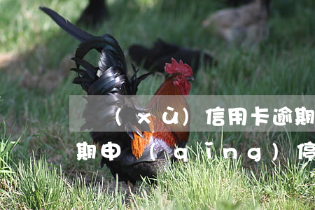 連續(xù)信用卡逾期變成止付(信用卡逾期申請(qǐng)停息)