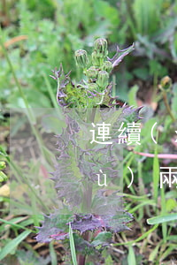連續(xù)兩次還款都逾期一天(連續(xù)兩次還款都逾期一天)