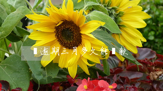 連逾期三月多久能貸款