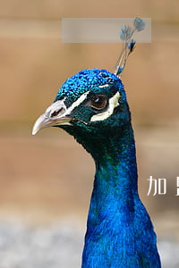 連鎖加盟申請(qǐng)書(shū)