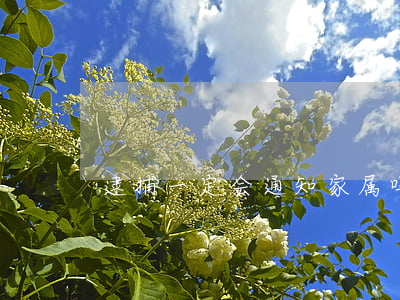 逮捕一定会通知家属吗
