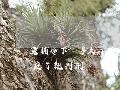 逮捕令下來多久開庭(一般逮捕后多久開庭 開庭了就判刑)