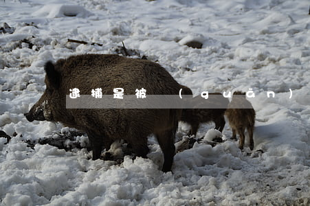 逮捕是被關(guān)押在看守所嗎